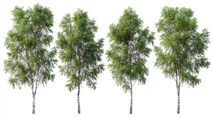 Set of Betula nigra River Birch isolated on a white background