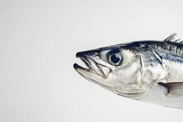 the beside view Spanish Mackerel, left side view, white copy space on right, Isolated on White Background