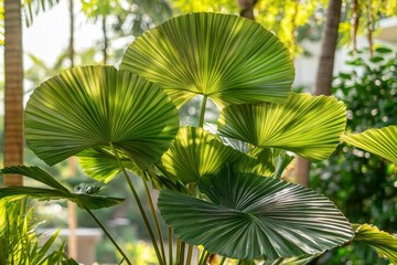 Sticker - A tropical tree with large, fan-like leaves swaying in the warm breeze