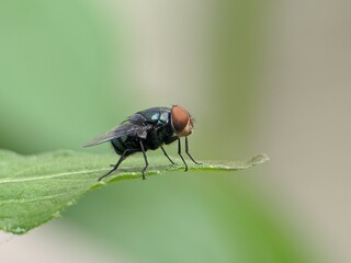 Green flies on leaves with blur background