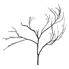 Wall Mural - Black Branch Tree or Naked trees silhouettes. Hand drawn isolated illustrations.