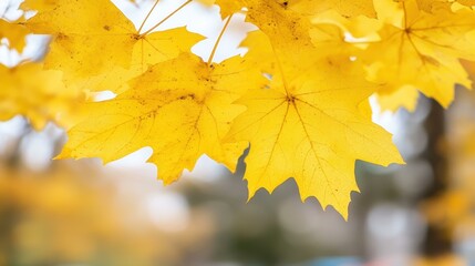 Wall Mural - Experience the beauty of autumn with stunning yellow maple leaves set against a dreamy, blurred backdrop.