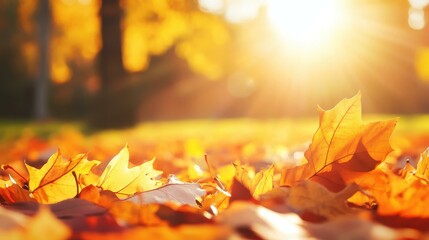 Wall Mural - Golden autumn leaves blanket the ground, sunlight filters through trees, creating a tranquil atmosphere in the park.