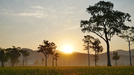 Wall Mural - Golden sunshine sky tropical tree fields in sunny morning. Silhouette tree gold dawn mountain in spring season. Sustainable scenic meadow misty fog forest in countryside. Amazing landscape greenery