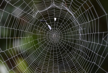 Wall Mural - _ - A web that forms a cage-like structure.