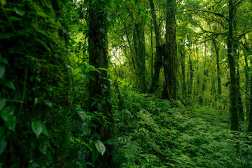 Wall Mural - green tree forest. carbon credit concept. natural carbon sink fight climate change. sustainability i