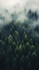 Wall Mural - Foggy pine forest nature outdoors woodland.