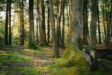 Sunlit forest with moss-covered trees.