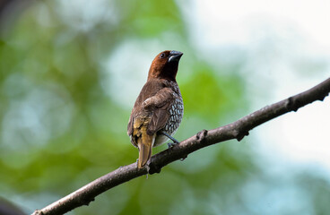 bird on a branch