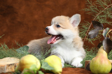 Cute small pembroke welsh corgi puppy