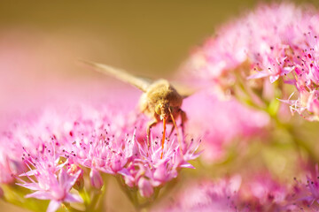 A moth is on the flower