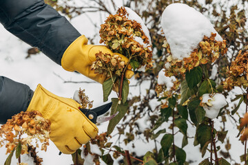 Wall Mural - A gardener wearing gloves trims wilted hydrangea flowers before winter