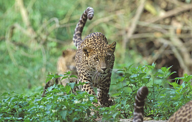 Leopard Cub Climb on the tree 