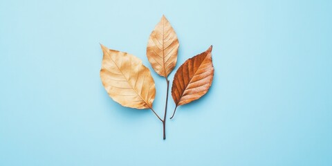 Poster - Autumn minimal arrangement. Dried leaves against a pastel blue background. Fall concept. Flat lay, top view, copyspace.