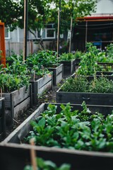 Wall Mural - Investigate how community gardens can enhance sustainable living. Discuss the benefits of growing food locally and fostering