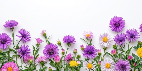 Poster - Beautiful asters with space for text on a white background, top view. Fall flowers