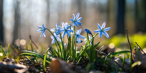 Poster - Blue scilla siberica flowers in the spring within the forest.