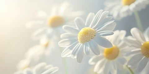 Aufkleber - Common daisy (chamomile) blooms on a light background.
