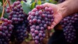 © BOJOShop - Fresh Ripe Red Grapes Harvest in Vineyard  Close Up Photography