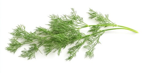Aufkleber - Close-up image of a branch of fresh green dill leaves set against a white background.