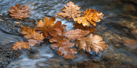 Poster - oak leaves drifting in a stream