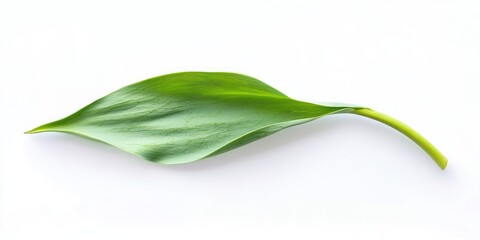 Aufkleber - Green tulip leaf isolated on a white background
