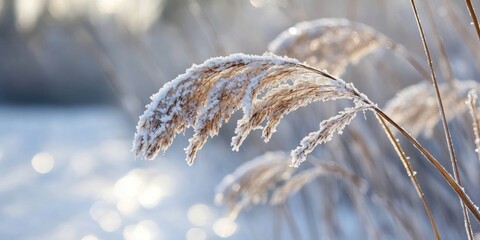 Poster - A branch of reeds is dry during winter in the natural environment.
