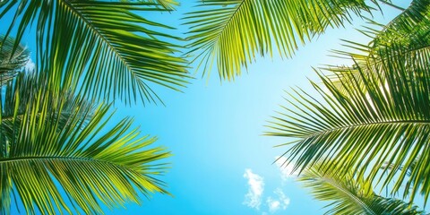 Aufkleber - palm leaves set against the blue summer sky