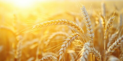 Poster - Gold wheat field background. Close-up of ripening yellow cereal ears ready for harvest in a farm field. Copy space for your advertising text message.