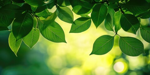 Poster - green leaves backdrop on a sunny day