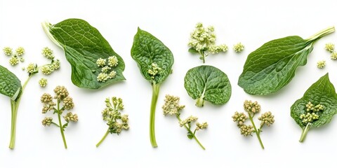 Poster - Spring wild vegetables - butterbur on a white backdrop
