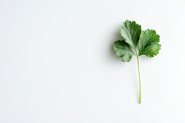 Wall Mural - Parsley leaf isolated on white background 