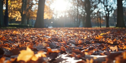 Aufkleber - Ground blanketed with fallen leaves on a sunny autumn day