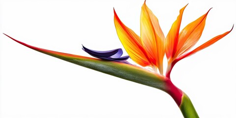 Canvas Print - a beautiful Strelitzia reginae flower set against a white background