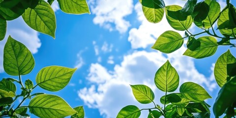 Poster - group of green leaves and sky, clouds and blue sky, garden green leaves, green leaves produce oxygen
