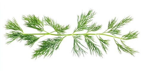 Aufkleber - Close-up image of a branch of fresh green dill leaves set against a white background.
