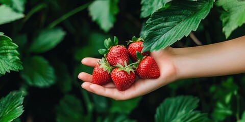 Poster - Ripe strawberries held in a woman's hand with foliage in the background. Copy space