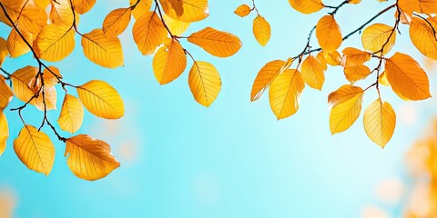 Poster - Autumn yellow leaves on branches in a park against a blue sky, with copy space.