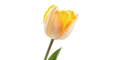 Aufkleber - Close-up of an isolated yellow tulip on a white background in a studio.