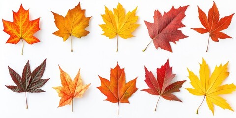 Poster - A collection of autumn leaves set against a white background. Vibrant maple leaves. Foliage.