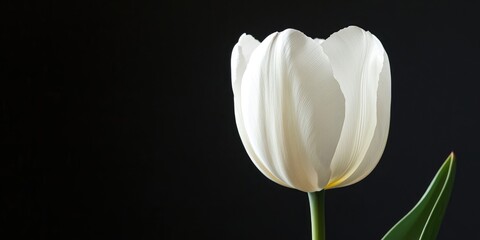 Aufkleber - Lovely white tulip on a black background