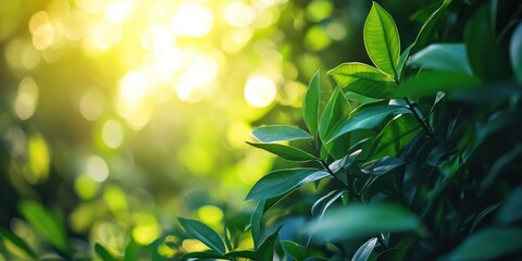 Aufkleber - Nature view of a green background in a garden illuminated by morning sunlight, featuring copy space for a natural green plants landscape.