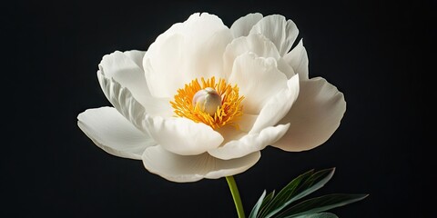 Aufkleber - Blooming white Paeonia lactiflora cut flower against a black background.