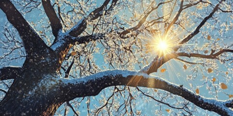 Poster - The sun filters through the branches of a tree adorned with snow crystals.