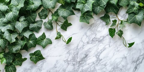 Canvas Print - Ivy plant viewed from above on a marble background.