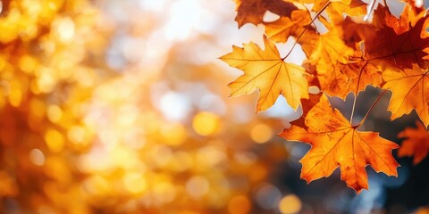 Sticker - vibrant autumn maple leaves with shallow depth of field under sunlight