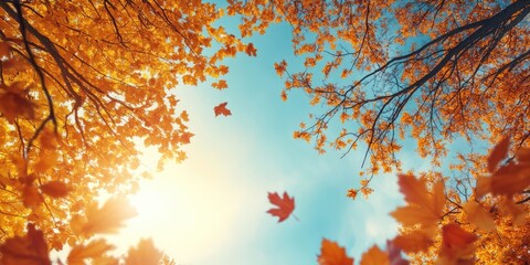 Fototapete - Autumn foliage at the treetops in a fall forest. Sunlight and sky seen through the branches of autumn trees. Autumn backdrop. Copy space. Soft focus.