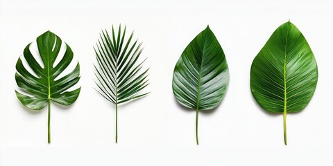Fototapete - Four palm leaves set against a white background.