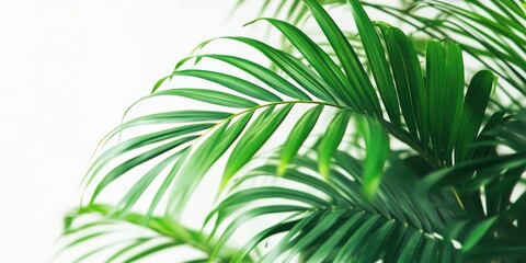 Leinwandbilder - Green palm tree against a white background. Close-up of a green palm leaf.