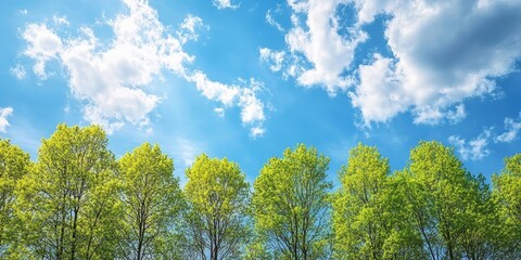 Aufkleber - Spring scenery. Trees with green foliage against a blue sky.